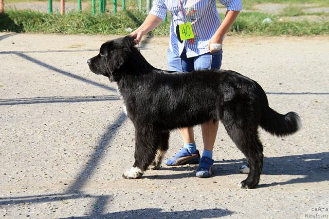 Фото: ньюфаундленд Питерньюф Жить Хорошо (Piternyuf Zhit' Horosho)