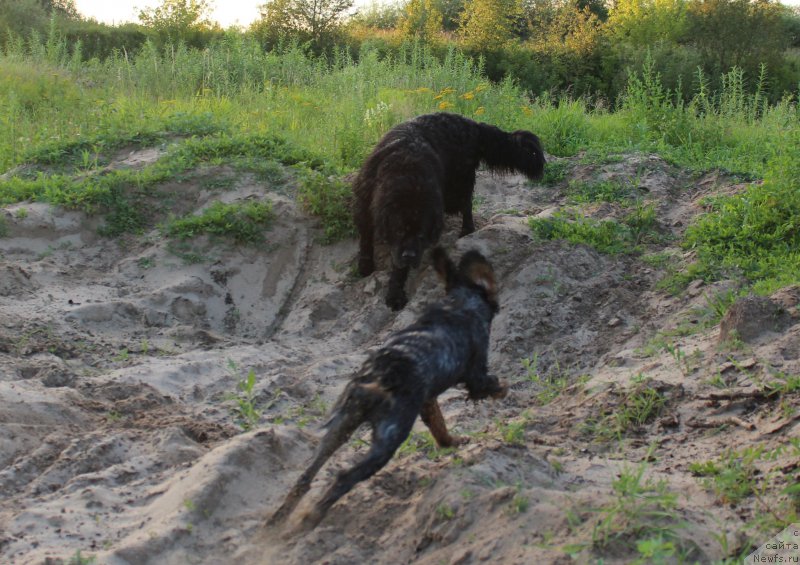 Фото: ньюфаундленд Кайден Плейфул (Kaiden Playful), Рэй