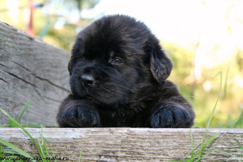 Фотография № 188784