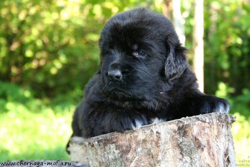 Фотография № 188785