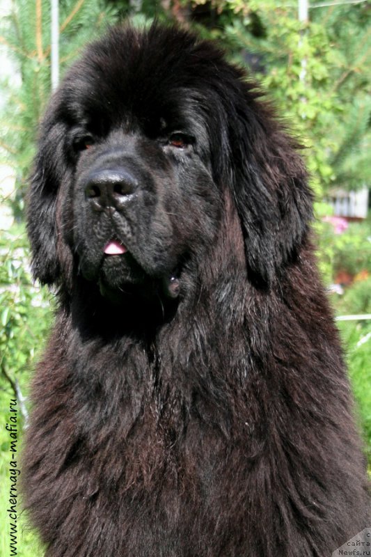 Фото: ньюфаундленд Черная Мафия Шенген Виза (Chernaya Mafia Shengen Visa)