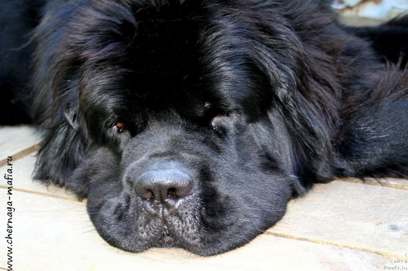 Фото: ньюфаундленд Черная Мафия Муст Хаве (Chernaya Mafia Must Have)