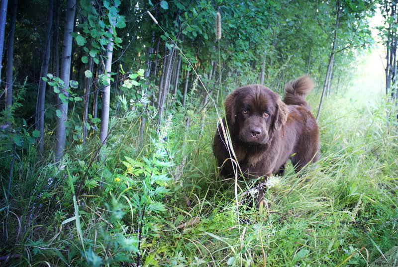 Фото: ньюфаундленд Наоми Таголири фор Браунблад (Naomi Tagoliri for Brouwnblood)