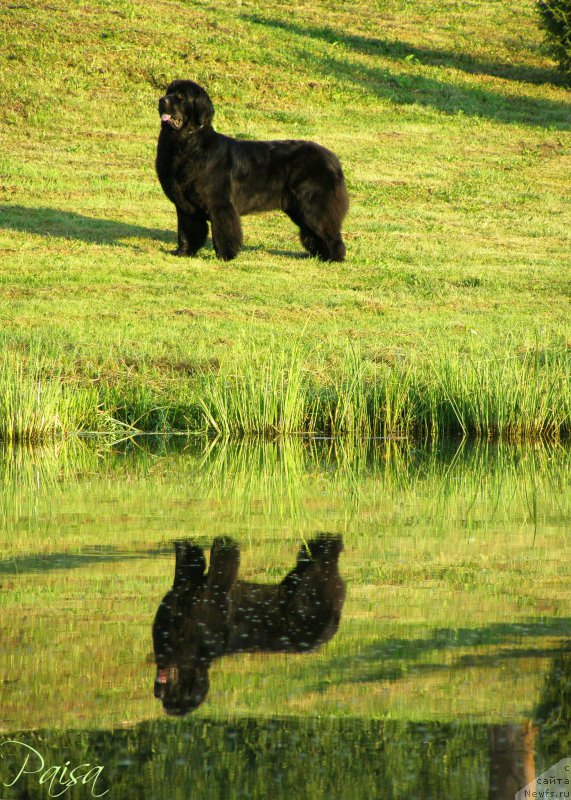 Фото: ньюфаундленд Черная Мафия Маубе Ше Вилл (Chernaya Mafia Maybe She Will)