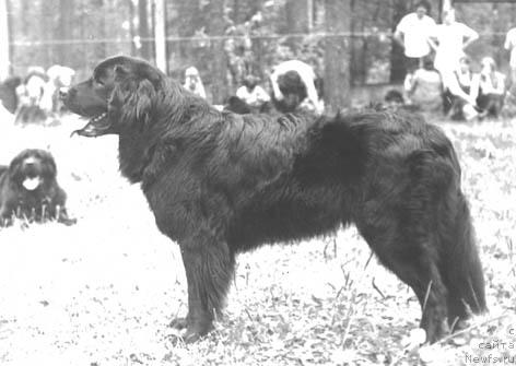 Фото: ньюфаундленд Унивир Ирен