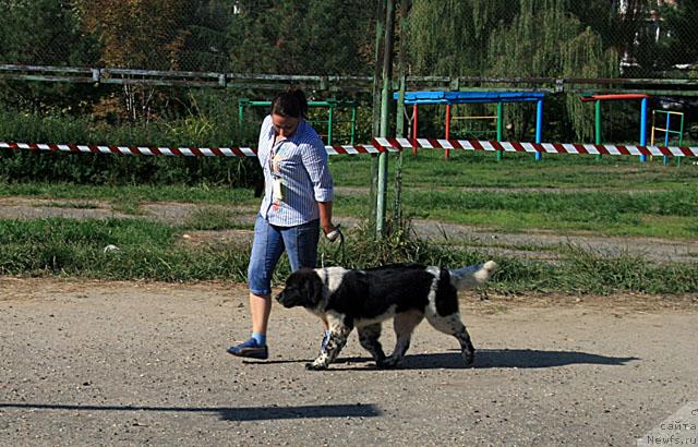 Фото: ньюфаундленд Сент Джонс Пеппи Длинный Чулок (Sent Djons Peppi Dlinny Chulok)