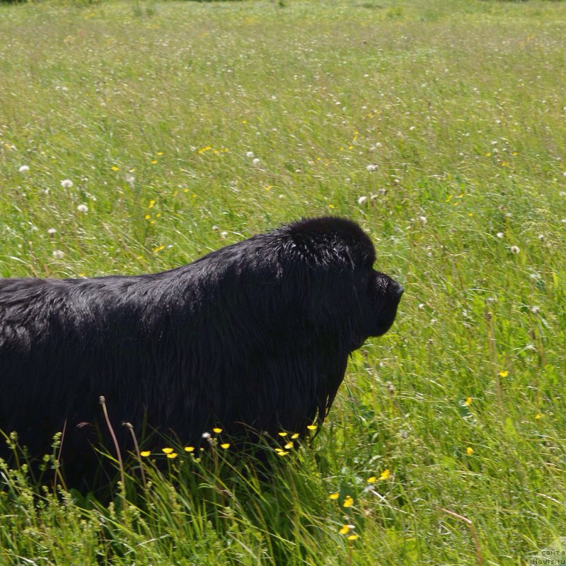 Фото: ньюфаундленд Зерро