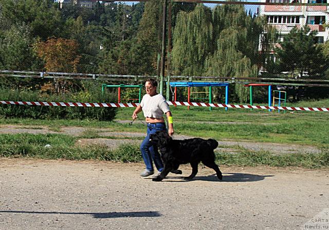 Фото: ньюфаундленд Дар Свезы Апельсинка-Мандаринка