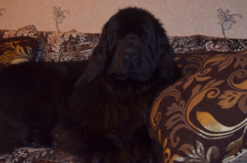 Фото: ньюфаундленд Зерро