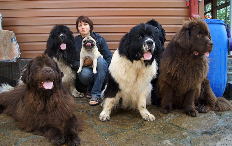 Фото: ньюфаундленд Акватория Келвин Спирит зе Некст, ньюфаундленд Супер Премиум Женева (Super Premium Zheneva), Ольга Николаева, Потап Коламбина, ньюфаундленд Супер Бизон Мурсиелага, ньюфаундленд Супер Бизон Индия, ньюфаундленд Обуш Шед Якутия (Obush Shed Yakutia)