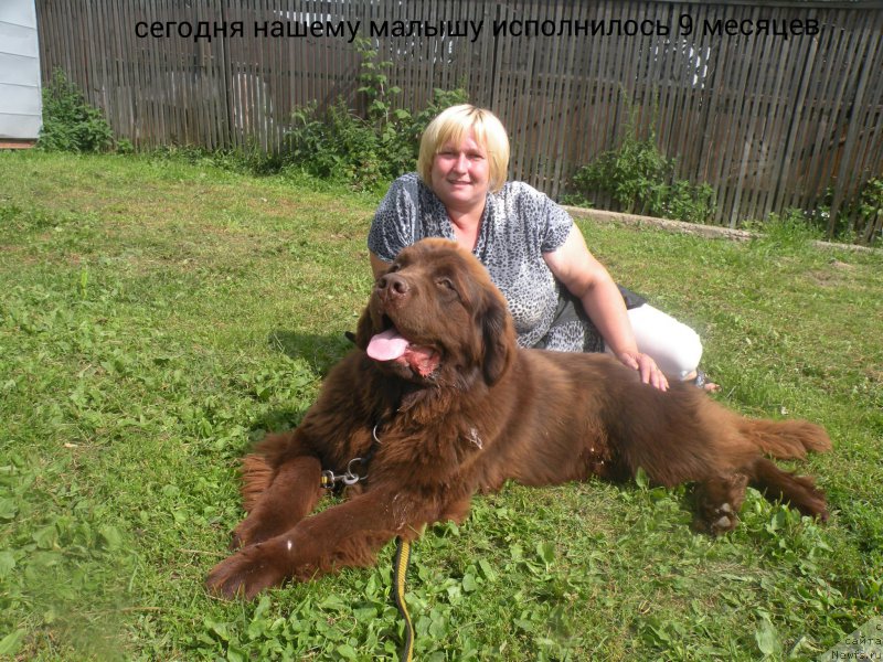 Фото: ньюфаундленд Ваше Благородие с Берега Дона (Vashe Blagorodie s Berega Dona), Наталья Климова