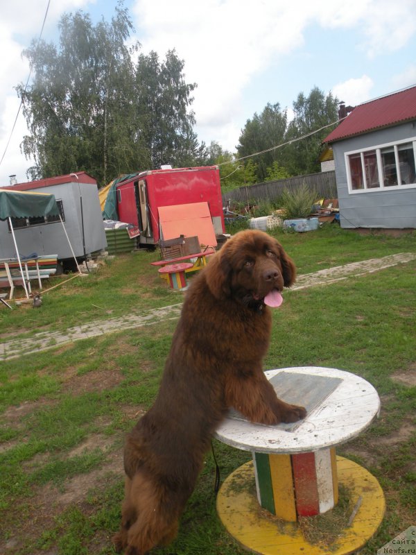 Фото: ньюфаундленд Ваше Благородие с Берега Дона (Vashe Blagorodie s Berega Dona)