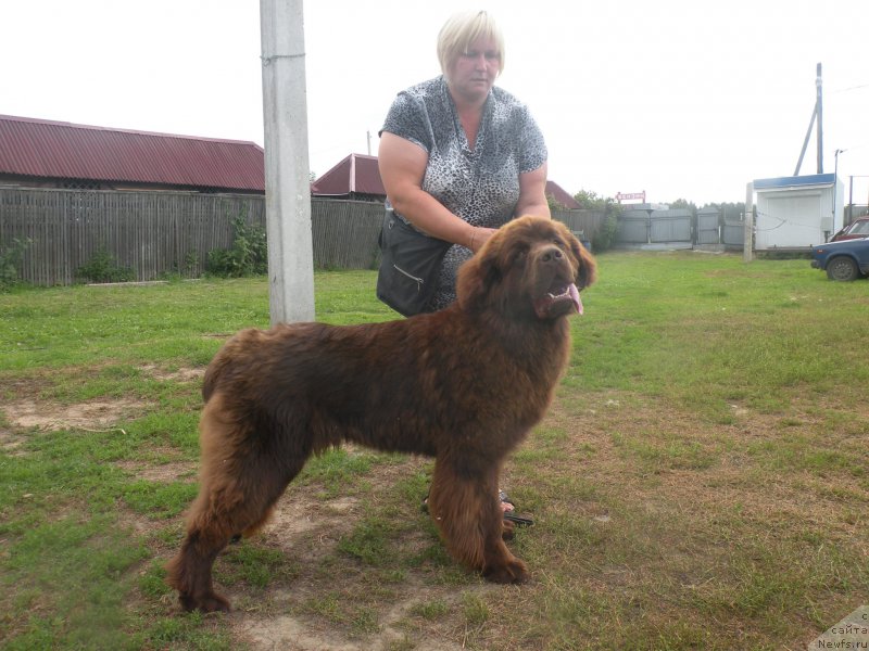 Фото: ньюфаундленд Ваше Благородие с Берега Дона (Vashe Blagorodie s Berega Dona), Наталья Климова