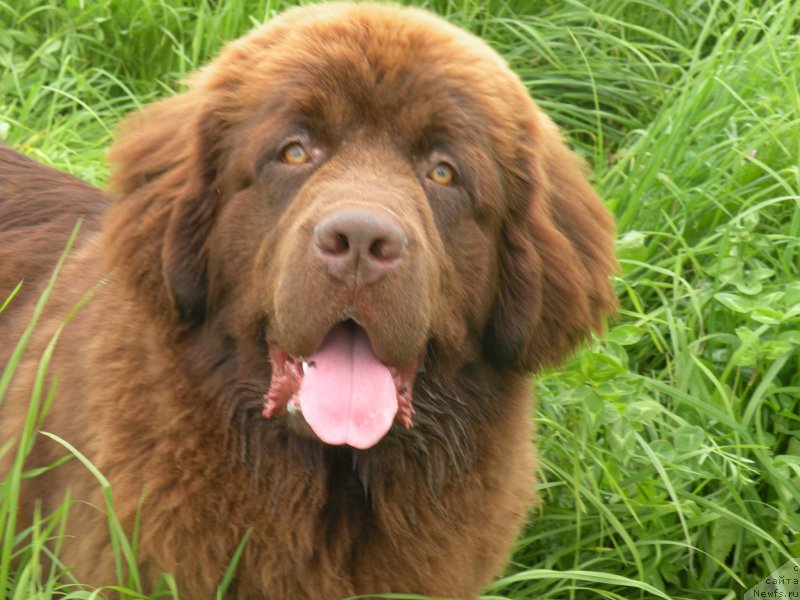 Фото: ньюфаундленд Ваше Благородие с Берега Дона (Vashe Blagorodie s Berega Dona)