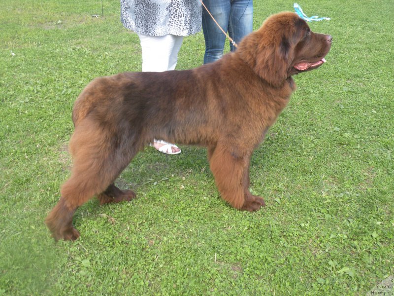 Фото: ньюфаундленд Ваше Благородие с Берега Дона (Vashe Blagorodie s Berega Dona)