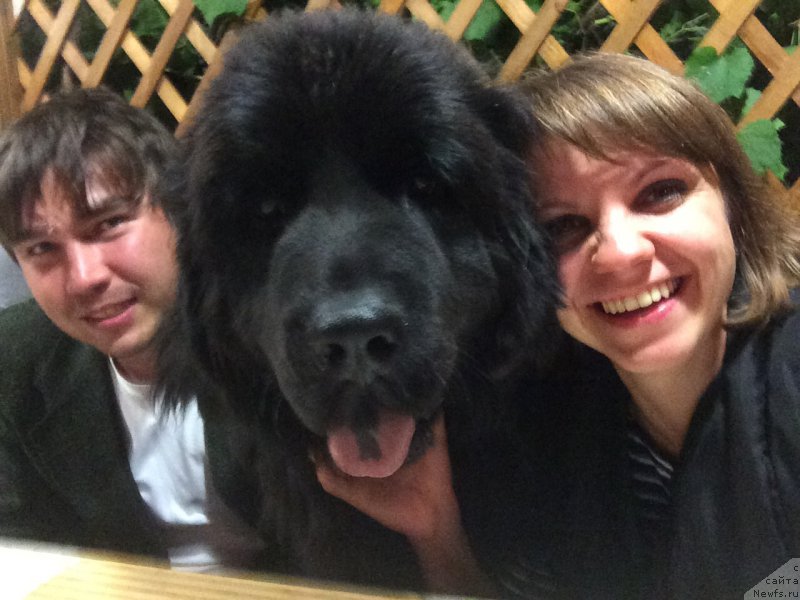 Фото: ньюфаундленд Нью-Пом-Шир Бонд Джеймс