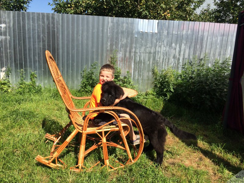 Фото: ньюфаундленд Черный Балу Ерофей