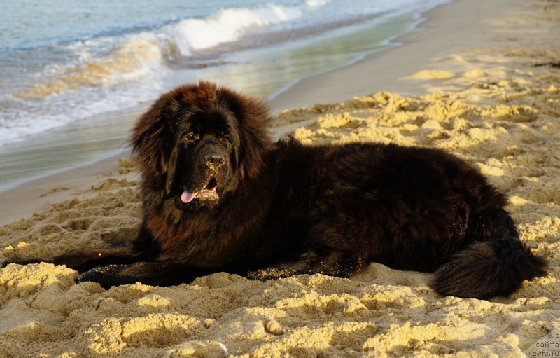 Фото: ньюфаундленд Ньюфорт Атлантида (Njufort Atlantida)