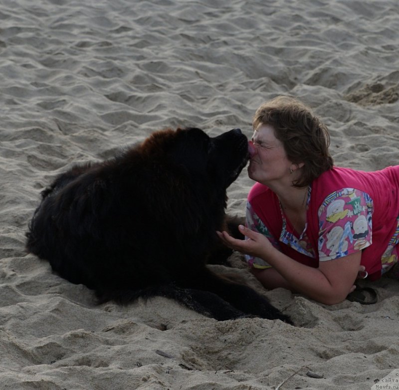 Фото: ньюфаундленд Ньюфорт Атлантида (Njufort Atlantida), Юлия Бурлак