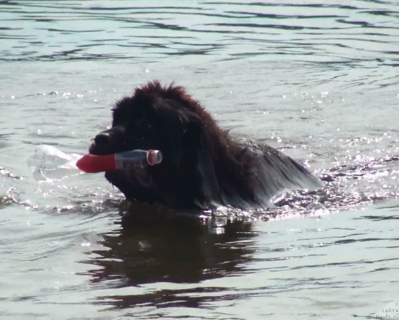 Фото: ньюфаундленд Ньюфорт Атлантида (Njufort Atlantida)