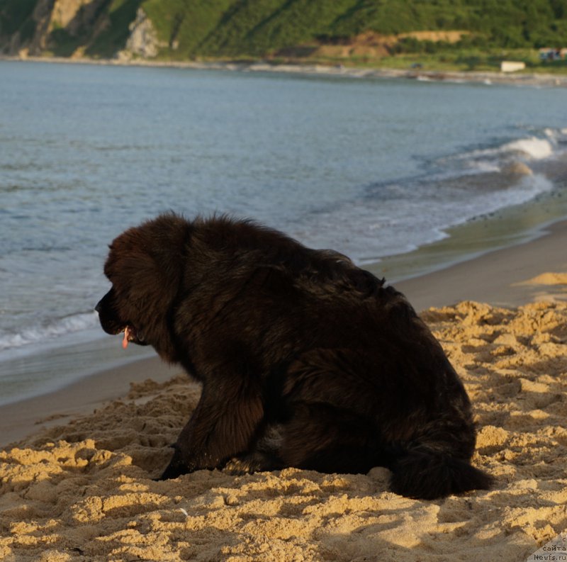Фото: ньюфаундленд Ньюфорт Атлантида (Njufort Atlantida)