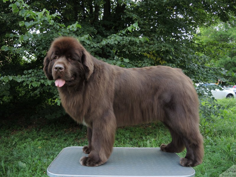 Фото: ньюфаундленд Акватория Келвин Хизер Хани (Aquatoriya Kelvin Heather Honey)