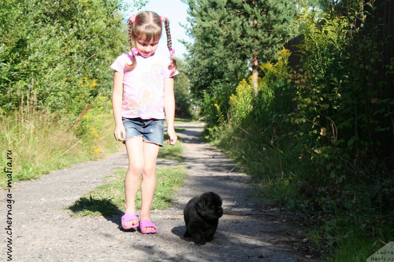 Фото: Рита, ньюфаундленд Черная Мафия Алл Ригхтс Ресервед (Chernaya Mafia Аll Rights Reserved)