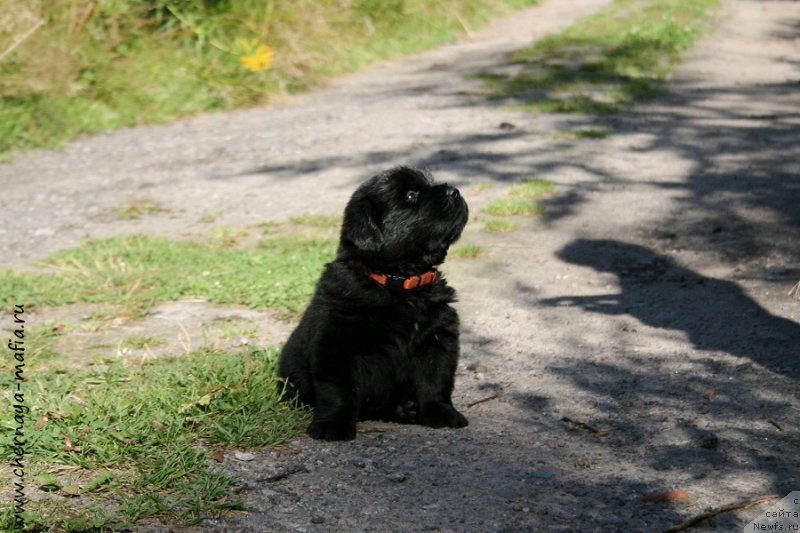 Фото: Рита, ньюфаундленд Черная Мафия Алл Ригхтс Ресервед (Chernaya Mafia Аll Rights Reserved)