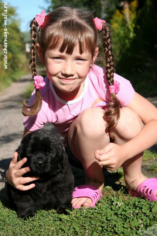 Фото: Рита, ньюфаундленд Черная Мафия Алл Ригхтс Ресервед (Chernaya Mafia Аll Rights Reserved)