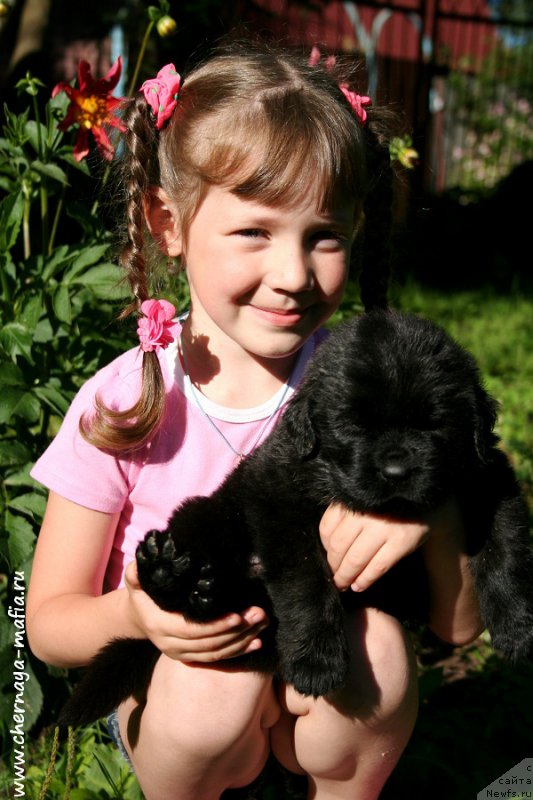 Фото: Рита, ньюфаундленд Черная Мафия Алл Ригхтс Ресервед (Chernaya Mafia Аll Rights Reserved)