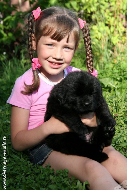 Фото: Рита, ньюфаундленд Черная Мафия Алл Ригхтс Ресервед (Chernaya Mafia Аll Rights Reserved)