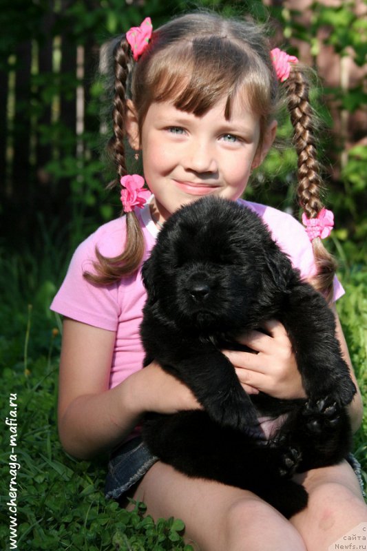 Фото: Рита, ньюфаундленд Черная Мафия Алл Ригхтс Ресервед (Chernaya Mafia Аll Rights Reserved)