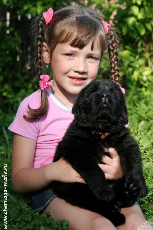 Фото: Рита, ньюфаундленд Черная Мафия Алл Ригхтс Ресервед (Chernaya Mafia Аll Rights Reserved)