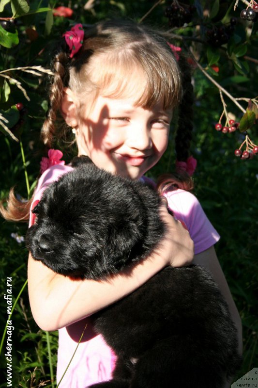 Фото: Рита, ньюфаундленд Черная Мафия Алл Ригхтс Ресервед (Chernaya Mafia Аll Rights Reserved)