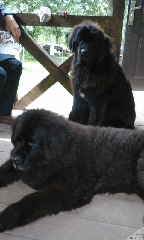 Фото: ньюфаундленд Чанси из Золотого Треугольника, ньюфаундленд Ньюфорт Аманда Блум (Njufort Amanda Blum)