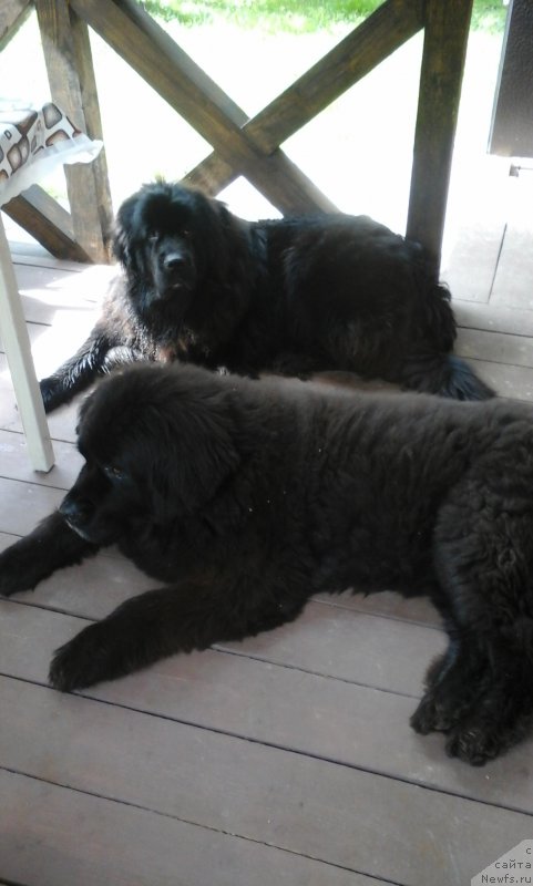 Фото: ньюфаундленд Чанси из Золотого Треугольника, ньюфаундленд Ньюфорт Аманда Блум (Njufort Amanda Blum)