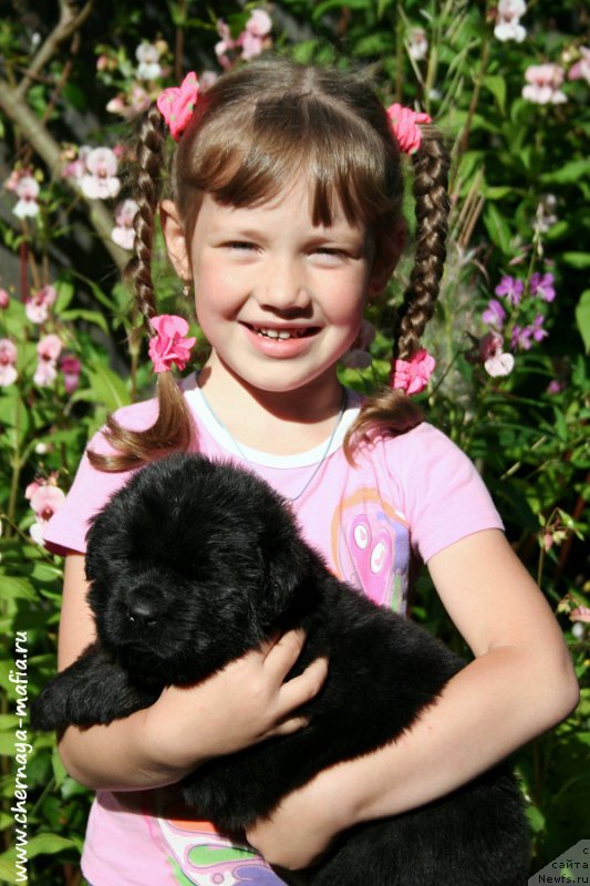 Фото: Рита, ньюфаундленд Черная Мафия Алл Ригхтс Ресервед (Chernaya Mafia Аll Rights Reserved)