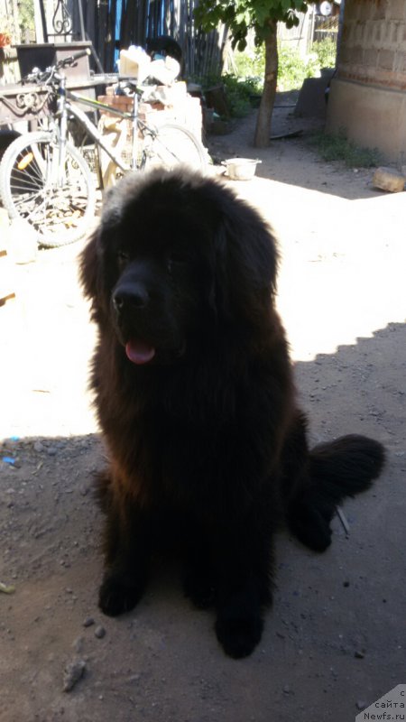 Фото: ньюфаундленд Черный Шарм Джонни Депп