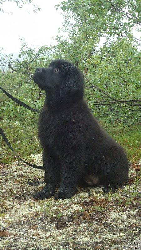 Фото: ньюфаундленд Ньюфорт Ее Величество Виктория