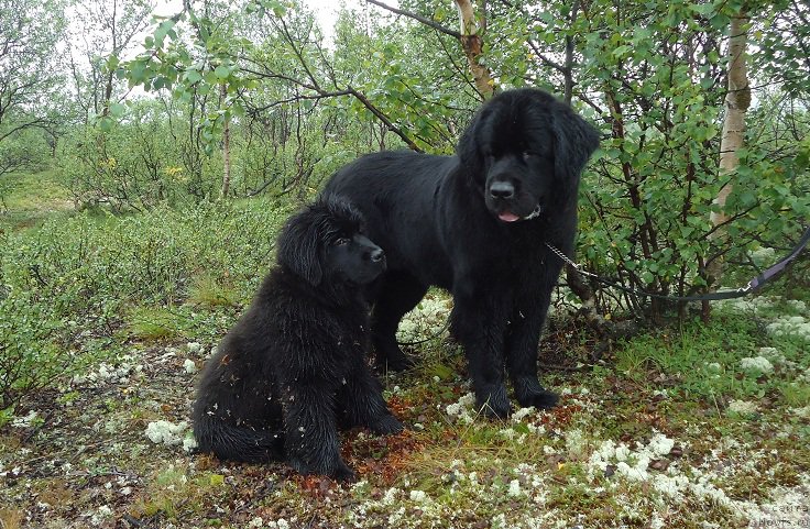 Фото: ньюфаундленд Ньюфорт Ее Величество Виктория, ньюфаундленд Уютная Долина Блэк Даймонд Велинда (Uyutnaya Dolina Black Diamond Velinda)