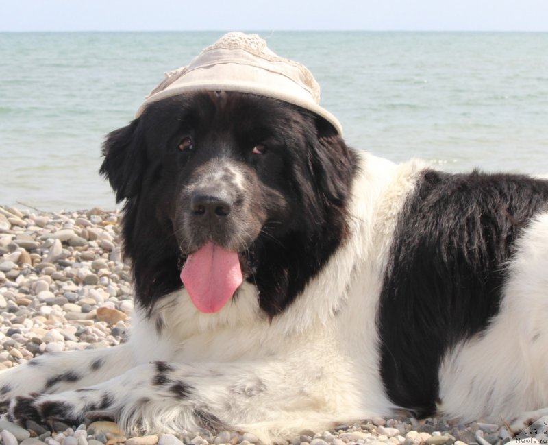 Фото: ньюфаундленд Сент Джонс Исида