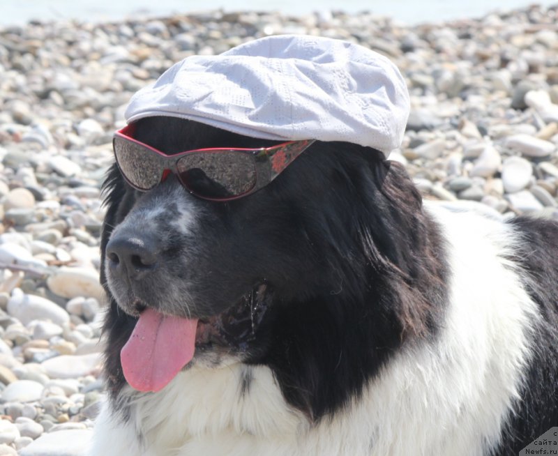 Фото: ньюфаундленд Сент Джонс Исида