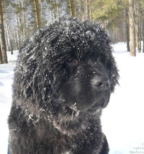 Фото: ньюфаундленд История Любви из Тихого Омута (Istoria Lubvi iz Tihogo Omuta)