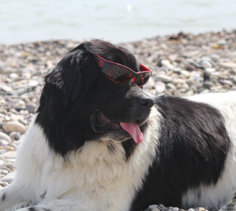 Фото: ньюфаундленд Сент Джонс Исида