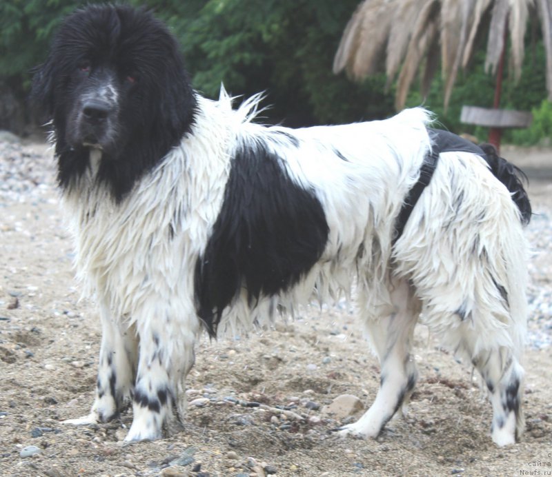 Фото: ньюфаундленд Сент Джонс Исида