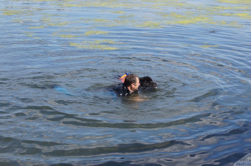 Фото: Андрей Васильцов, ньюфаундленд Лаймар Сейнари