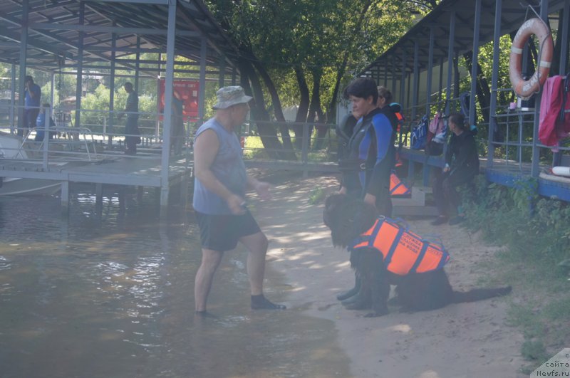 Фото: Александр Бурмистров, Елена Богданова, ньюфаундленд Ангел Хранитель Граффидд (Angel Khranitel Gruffidd)