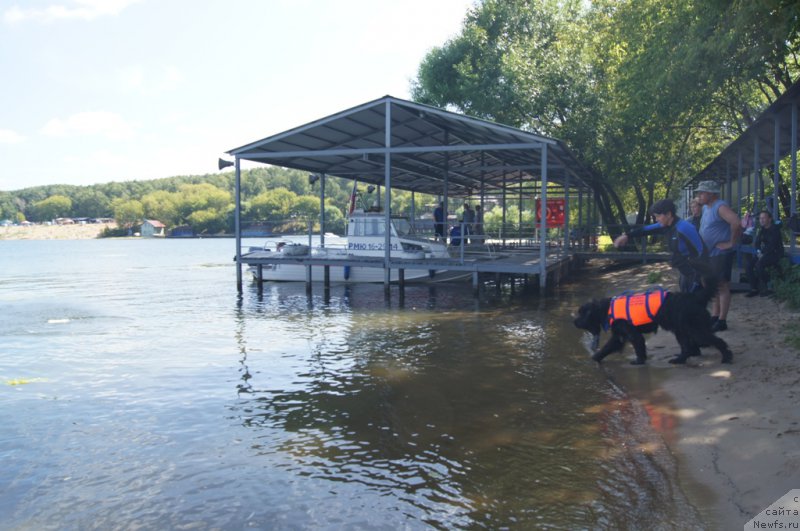 Фото: Елена Богданова, ньюфаундленд Ангел Хранитель Граффидд (Angel Khranitel Gruffidd)