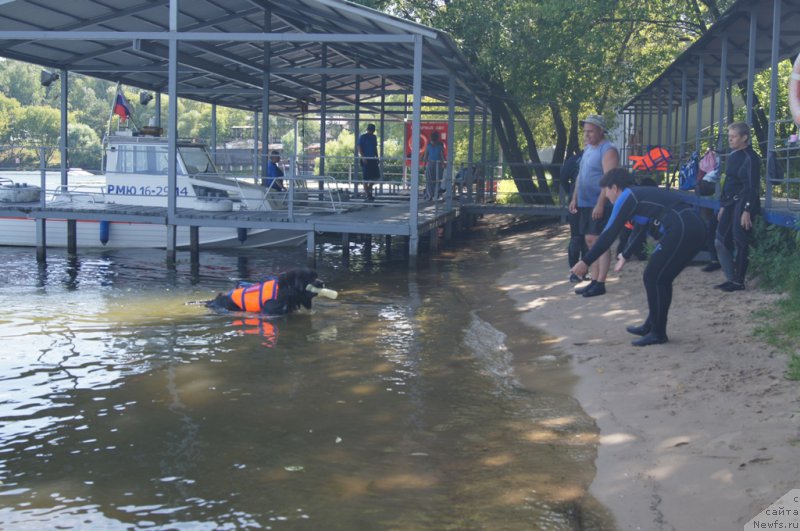 Фото: Елена Богданова, ньюфаундленд Ангел Хранитель Граффидд (Angel Khranitel Gruffidd)