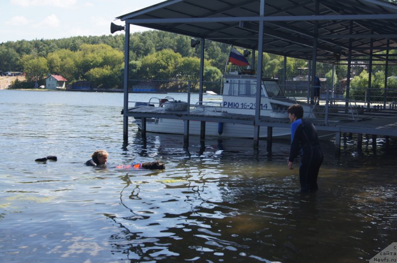 Фото: Елена Богданова, ньюфаундленд Ангел Хранитель Граффидд (Angel Khranitel Gruffidd)